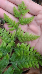 Microlepia speluncae