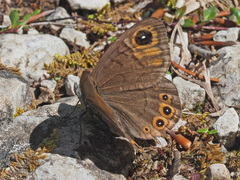 Lasiommata petropolitana