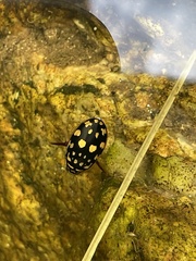 Thermonectus marmoratus