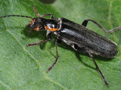 Cantharis obscura