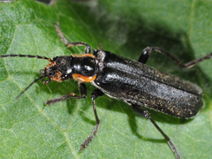 Cantharis obscura