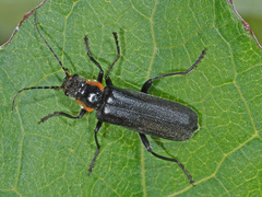 Cantharis obscura