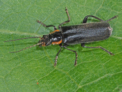 Cantharis obscura