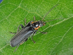 Cantharis obscura