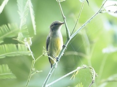 Dicaeum trigonostigma