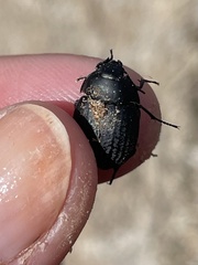 Eusattus reticulatus