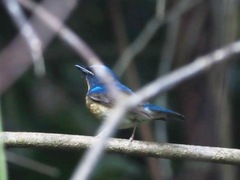 Cyornis glaucicomans