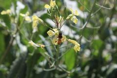 Apis mellifera