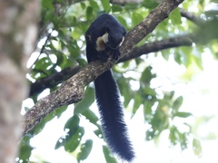 Ratufa bicolor