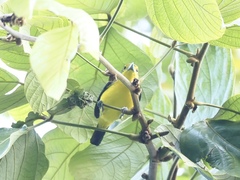 Aegithina lafresnayei