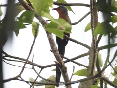 Zanclostomus javanicus