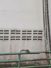 Callosciurus caniceps