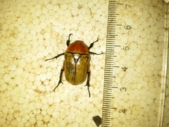 Aphanesthes succinea