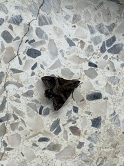 Macroglossum divergens