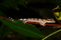 Cyrtodactylus