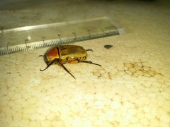 Aphanesthes succinea