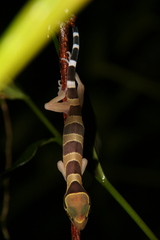 Cyrtodactylus