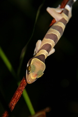 Cyrtodactylus