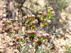 Ruschia multiflora