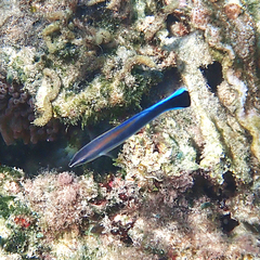 Labroides dimidiatus