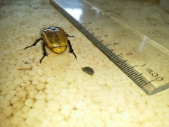 Aphanesthes succinea