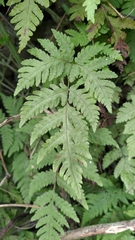 Tectaria devexa