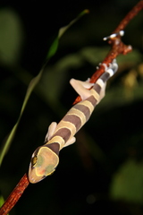 Cyrtodactylus