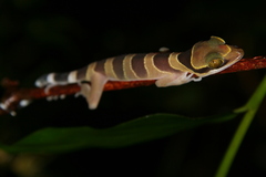 Cyrtodactylus