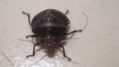 Antiteuchus mixtus