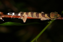 Cyrtodactylus
