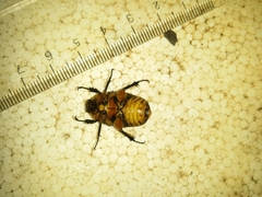 Aphanesthes succinea