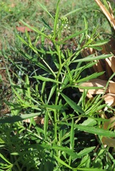 Lepidium densiflorum