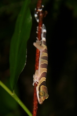 Cyrtodactylus