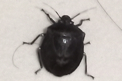 Antiteuchus mixtus