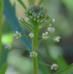Lepidium densiflorum