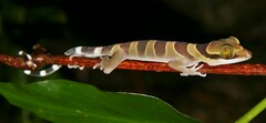 Cyrtodactylus