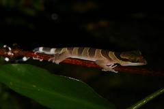 Cyrtodactylus