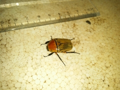 Aphanesthes succinea