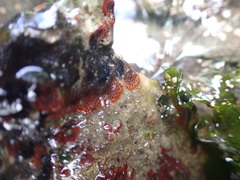 Watersipora cucullata