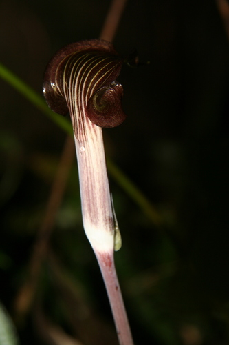 Arisaema anomalum