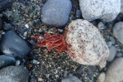 Sarcodiotheca