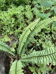 Asplenium monanthes