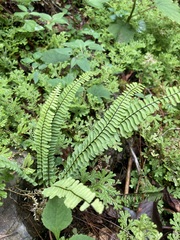 Asplenium monanthes
