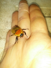 Aphanesthes succinea