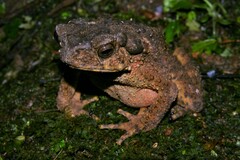 Bufonidae