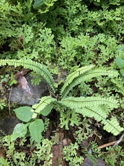 Asplenium monanthes
