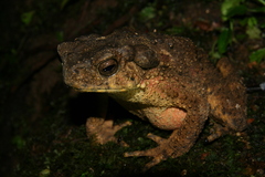 Bufonidae