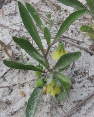 Physalis angustifolia