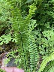 Asplenium monanthes