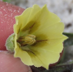 Physalis angustifolia